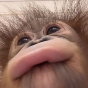 Meet your Posher, Adil